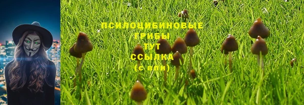 гашик Касимов